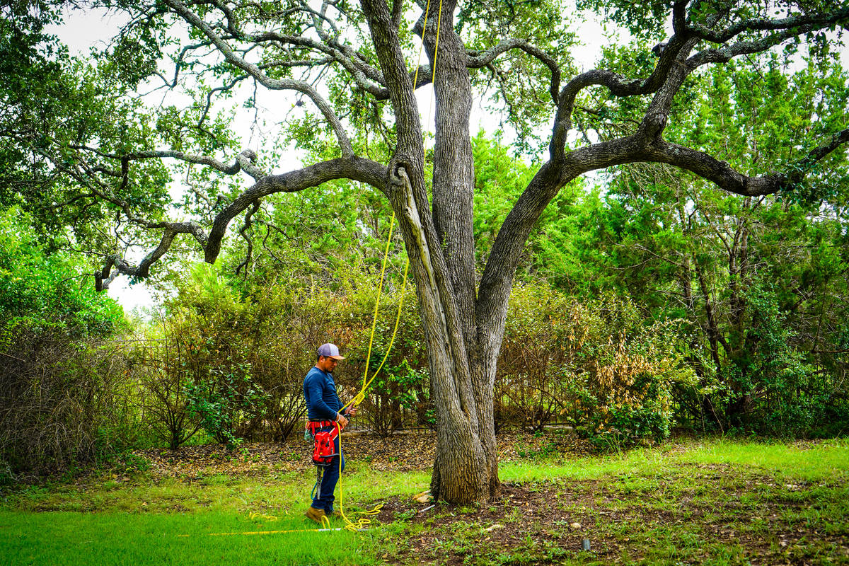 AJ Tree Services Austin team