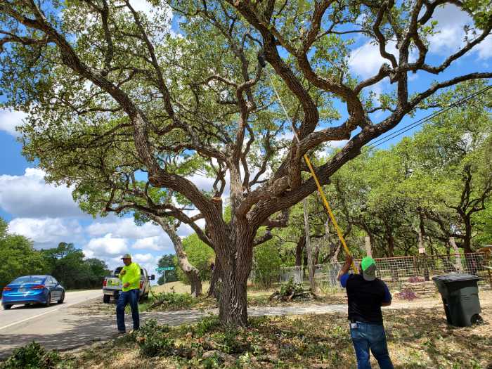 Gallery of completed tree service work by AJ Tree Services Austin LLC