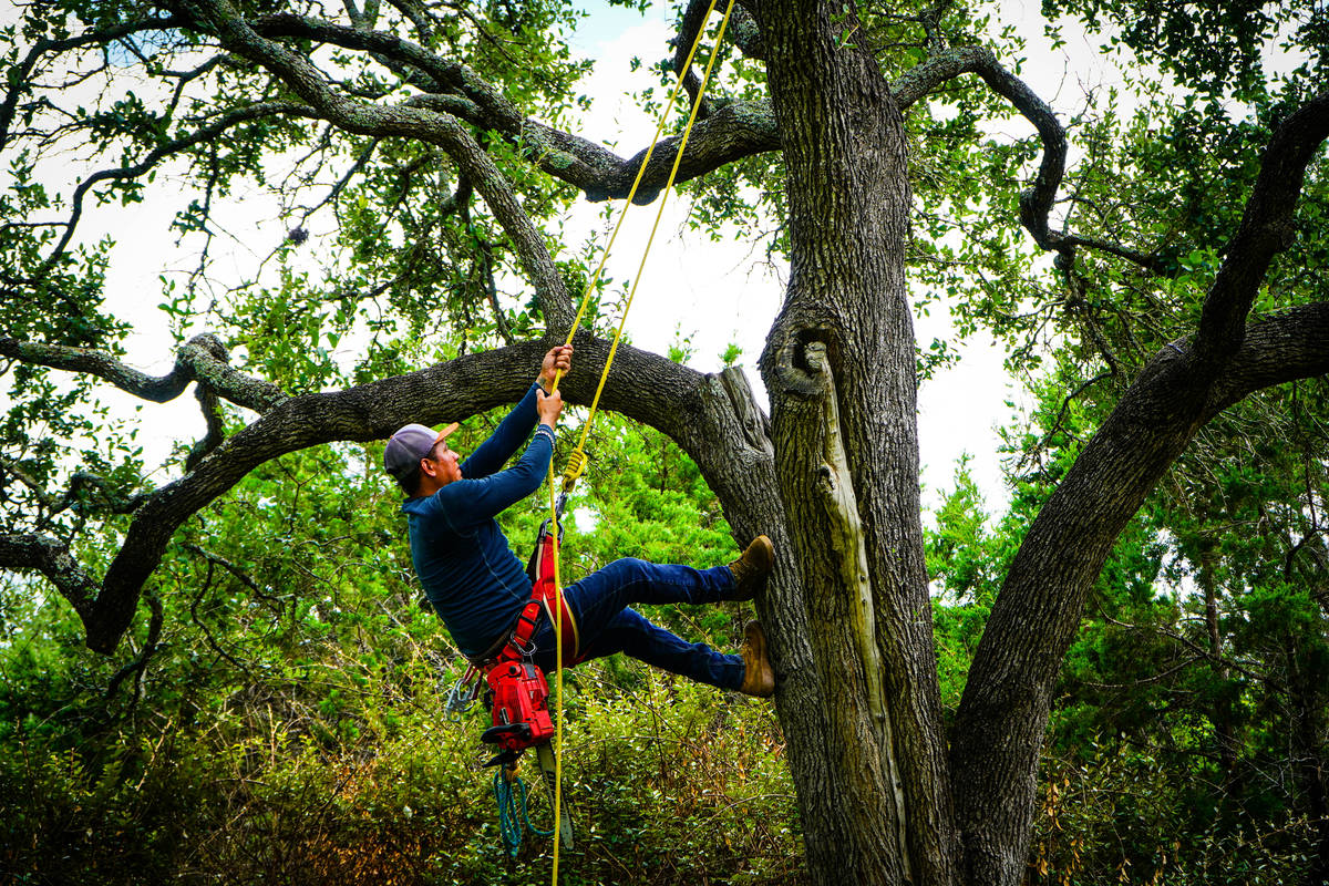 AJ Tree Services Austin — professional tree work in Austin, TX