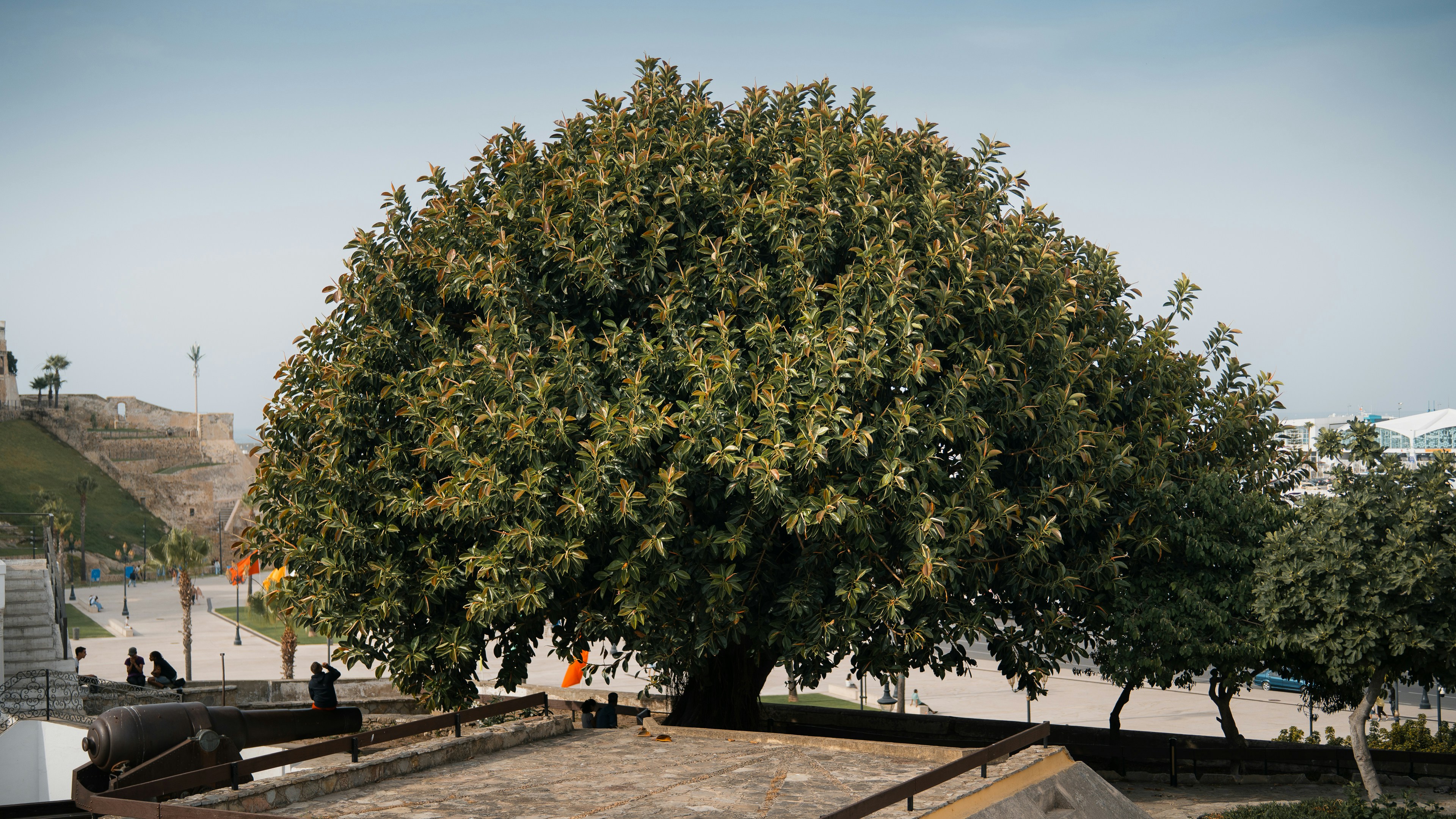Canopy raising and sidewalk clearance service