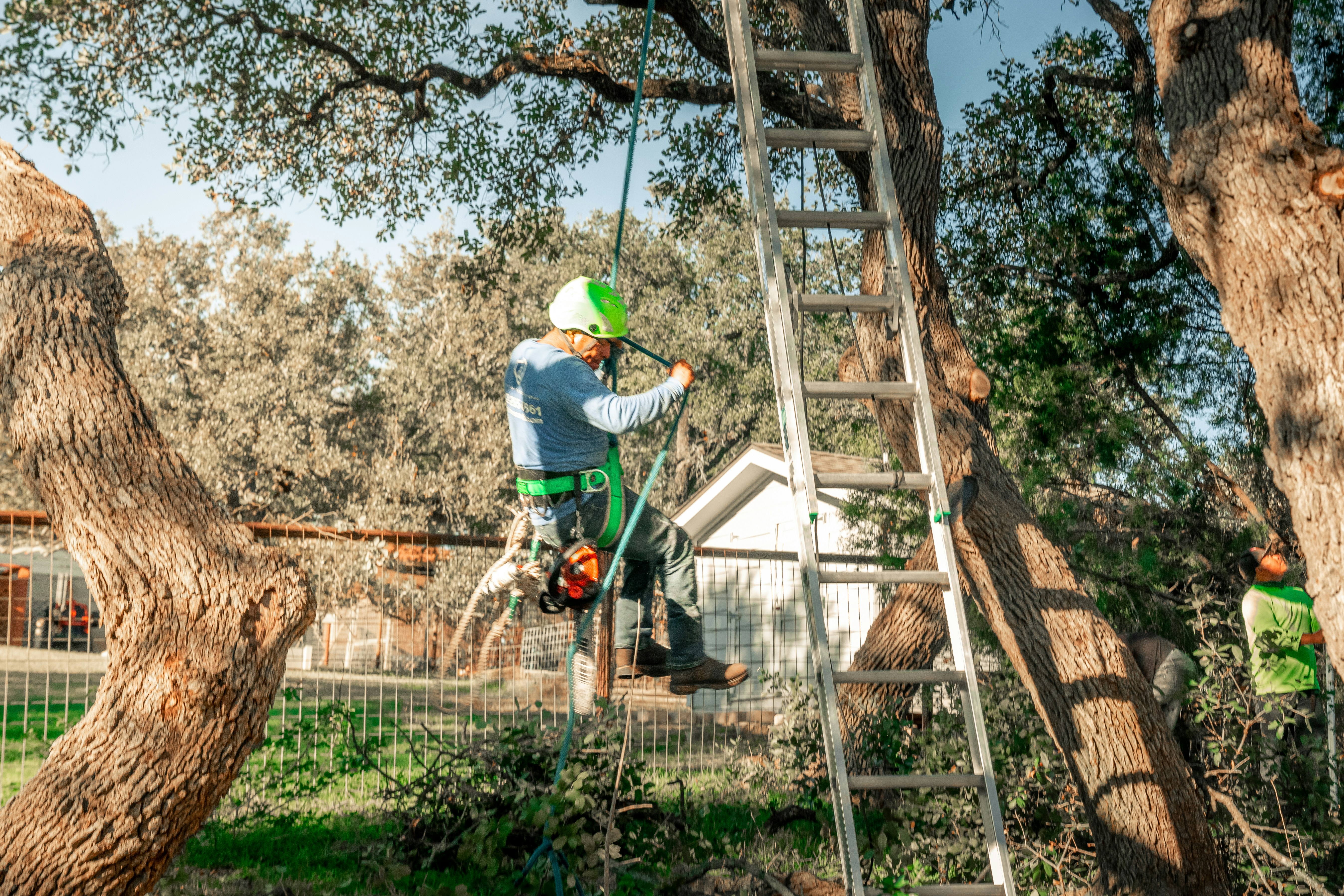 Complete tree removal by AJ Tree Services Austin