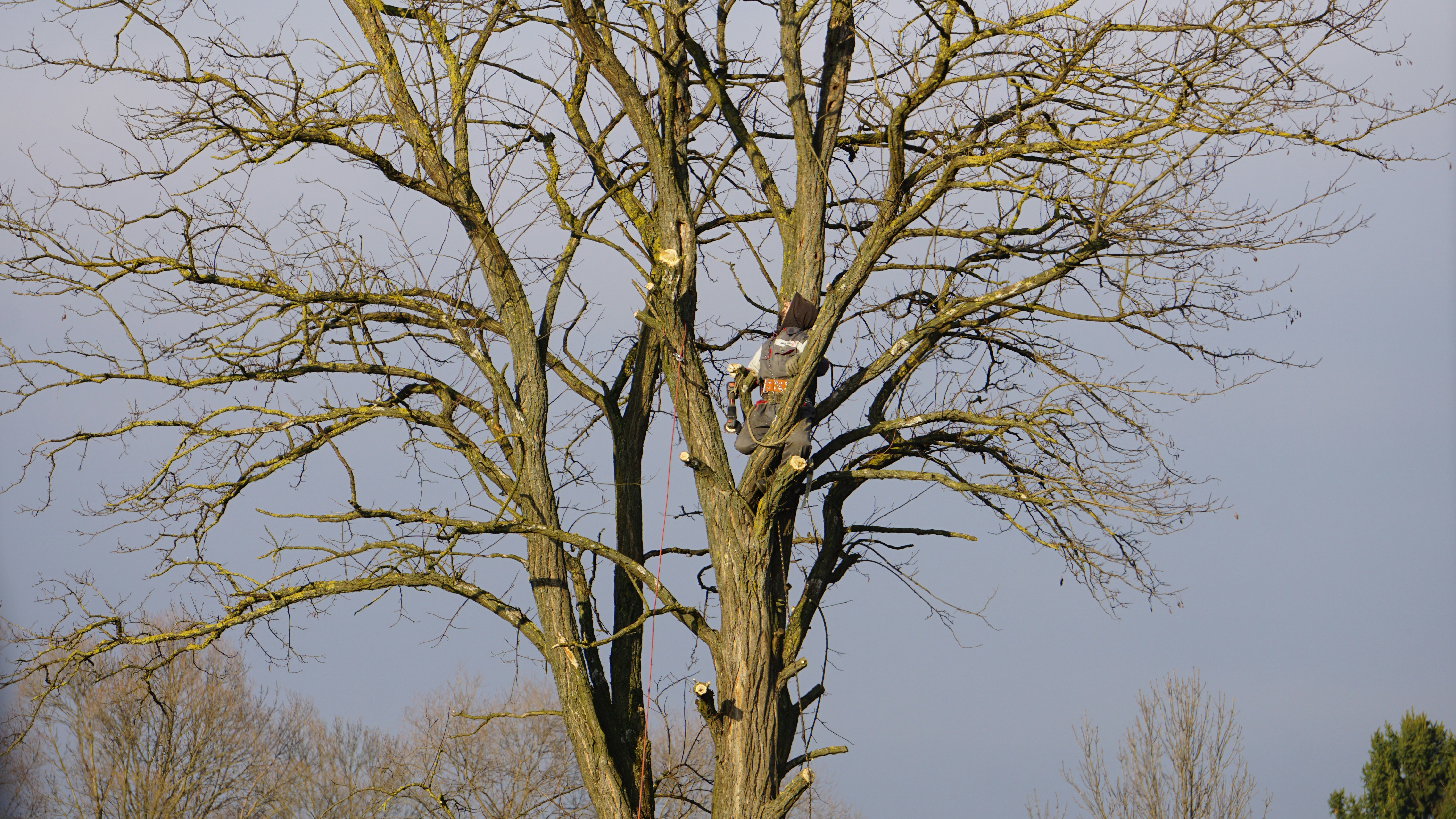 Dead branch removal service